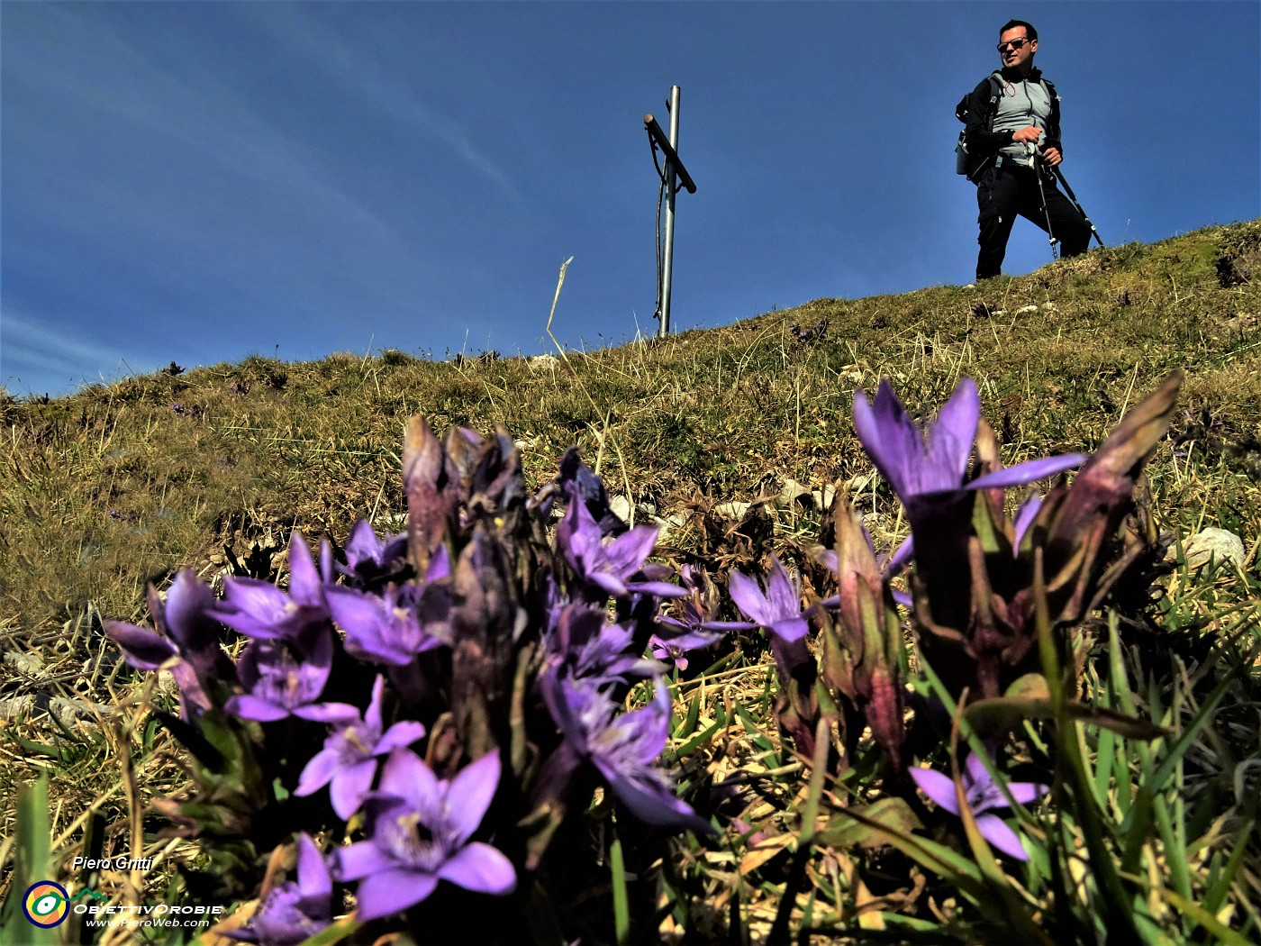 51 Gentiana anisodonta in Cima Menna.JPG -                                